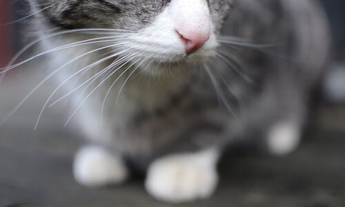 孤峰刺破天际线,东决之夜,武切维奇以凡躯筑起不朽传说