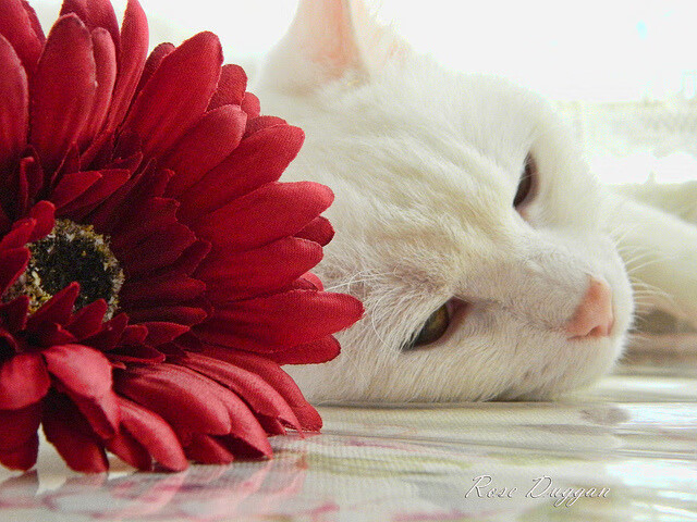 双城鏖战，密尔沃基与纽约的碰撞，为何成为奥运前最关键试金石？