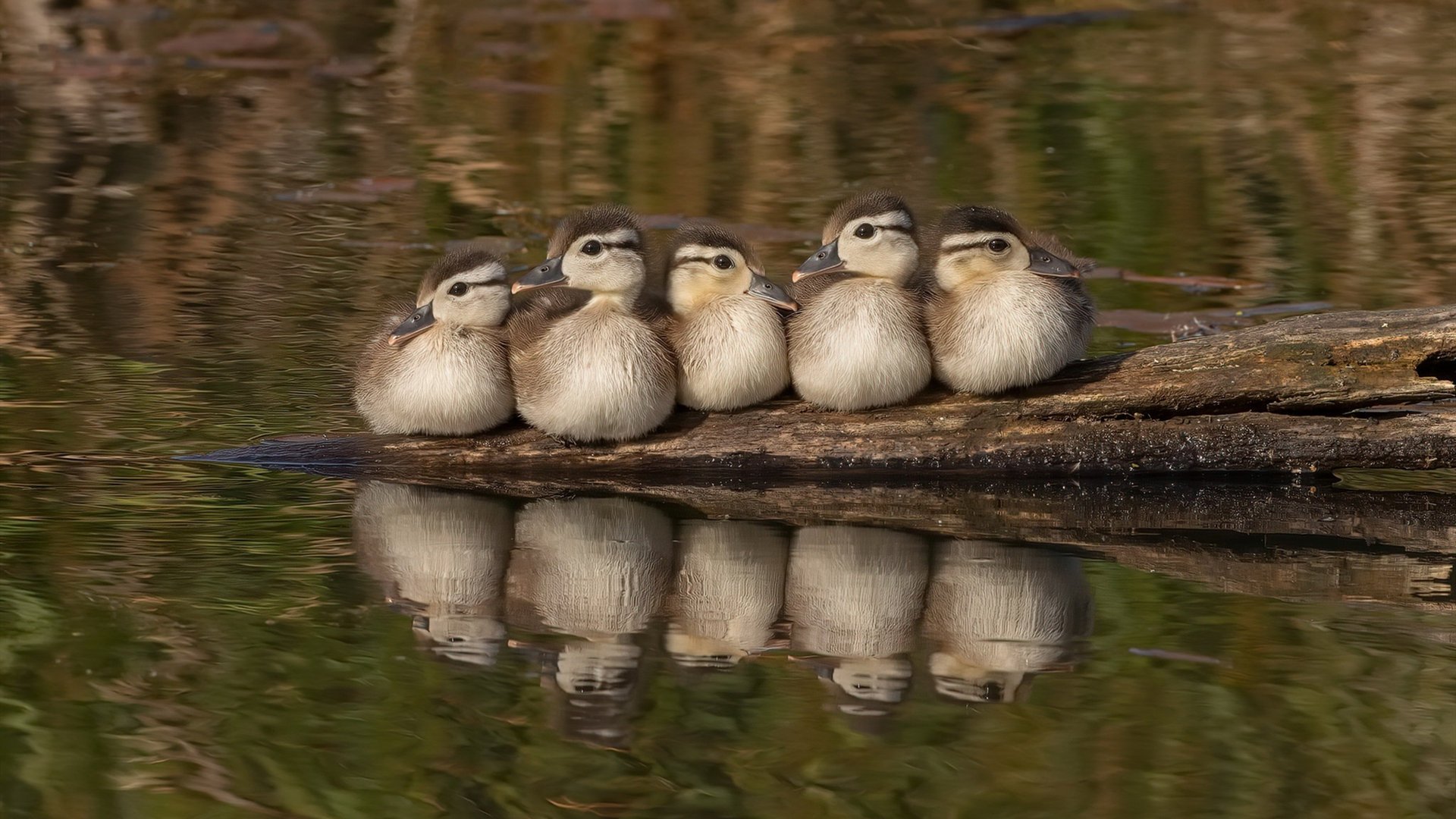 觉醒者与碾压者,哈利伯顿的救赎之夜与太阳的统治力宣言