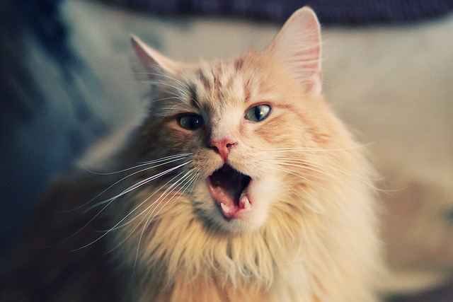 极速狂飙与铁壁叹息，东亚足球的冰与火考验