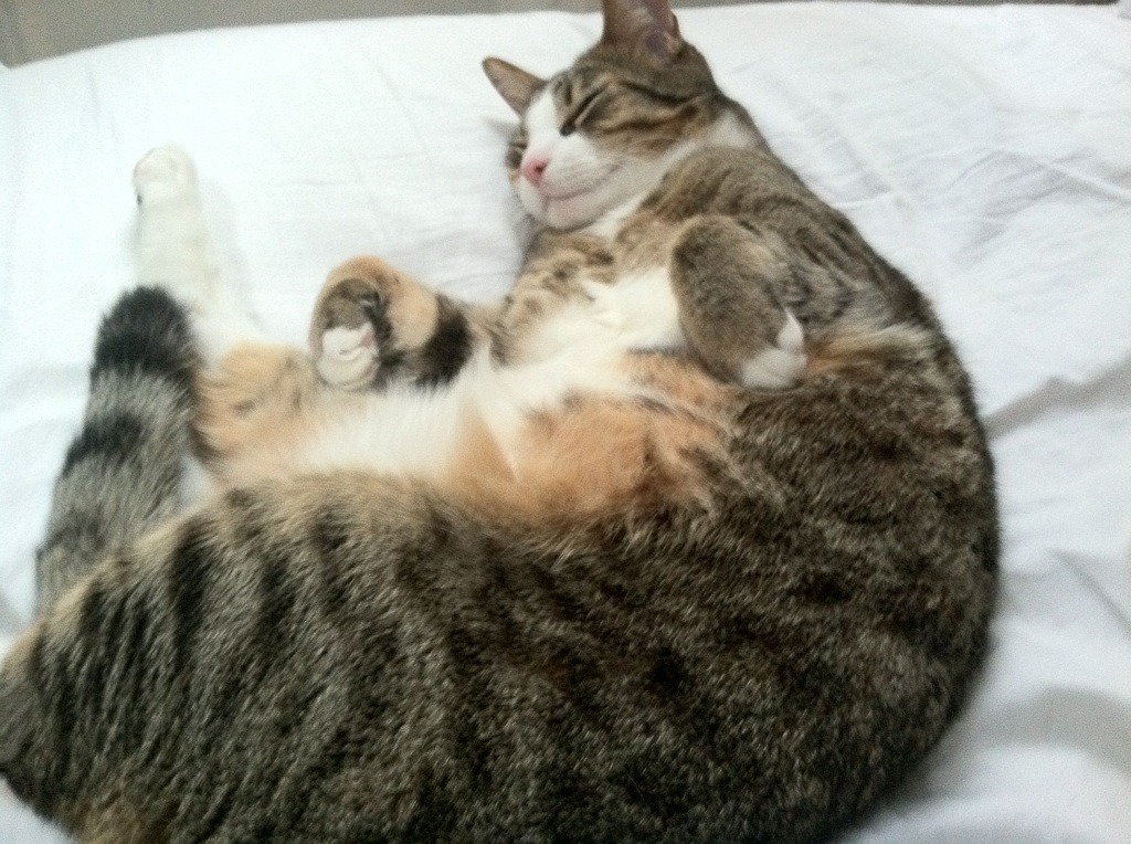 边缘人的逆袭,拜仁用最不德国的方式击溃雷恩