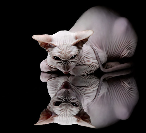 跨界激情,苏格兰狂胜曼城与NBA季后赛焦点战的竞技交响曲