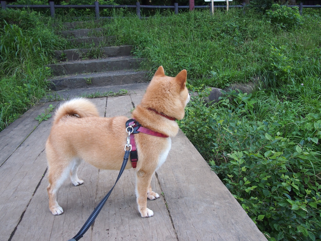 血性与冷酷的胜利，哈登如何化身火箭晋级唯一钥匙