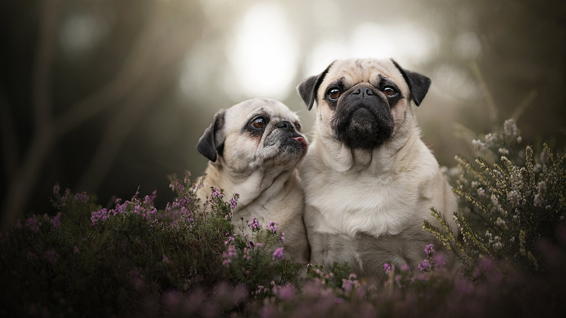 金角湾的叹息，当土耳其足球遇见巴斯托尼的叹息之墙