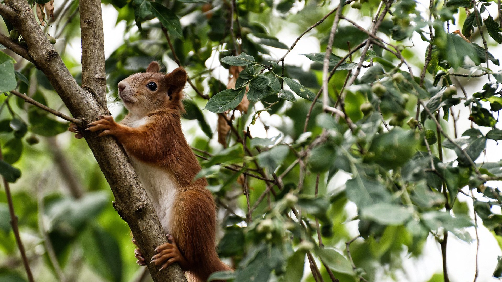 一，战地观察重锤轰开铁网—武切维奇37+20凿穿篮网防线全记录