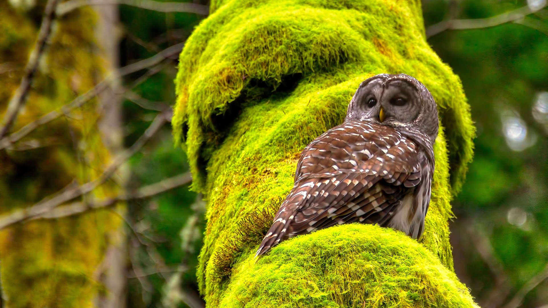 天文馆穹顶的绝杀，当戈贝尔的指尖拨动胜利的星辰