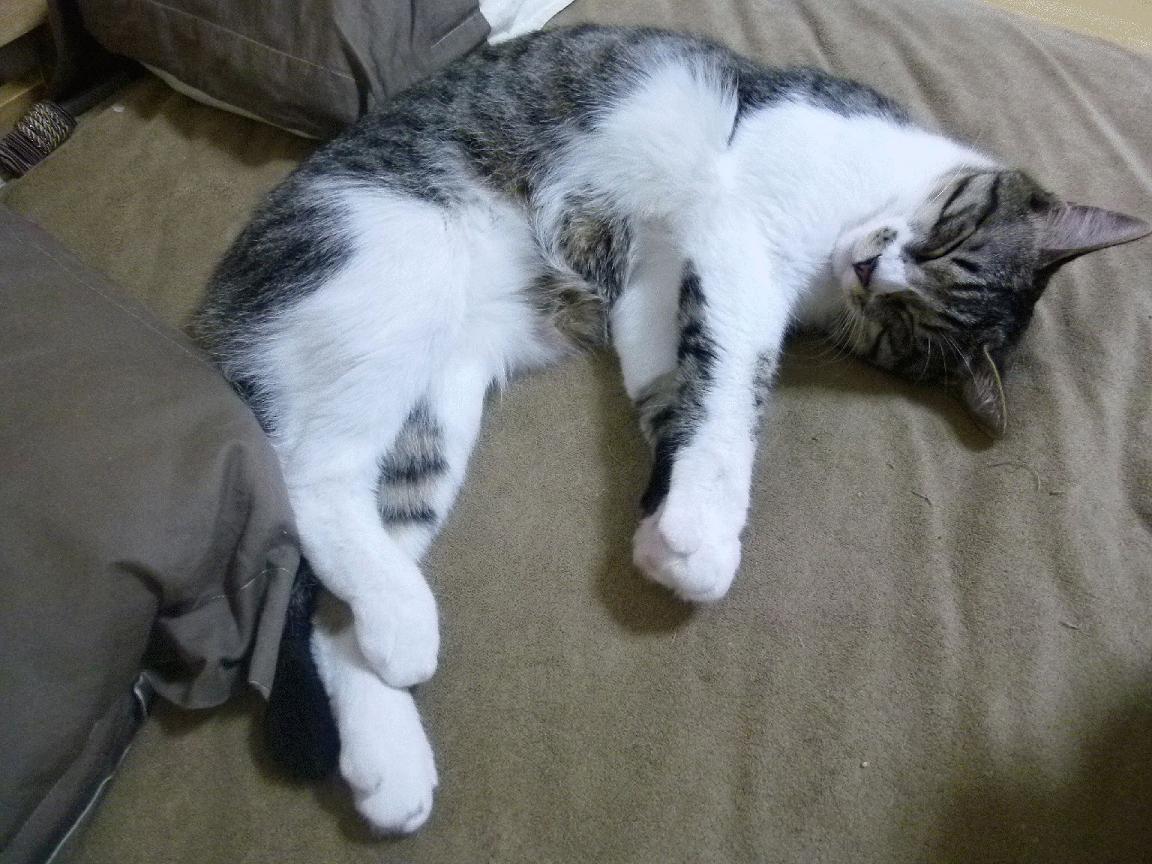 争冠终局,王不见王