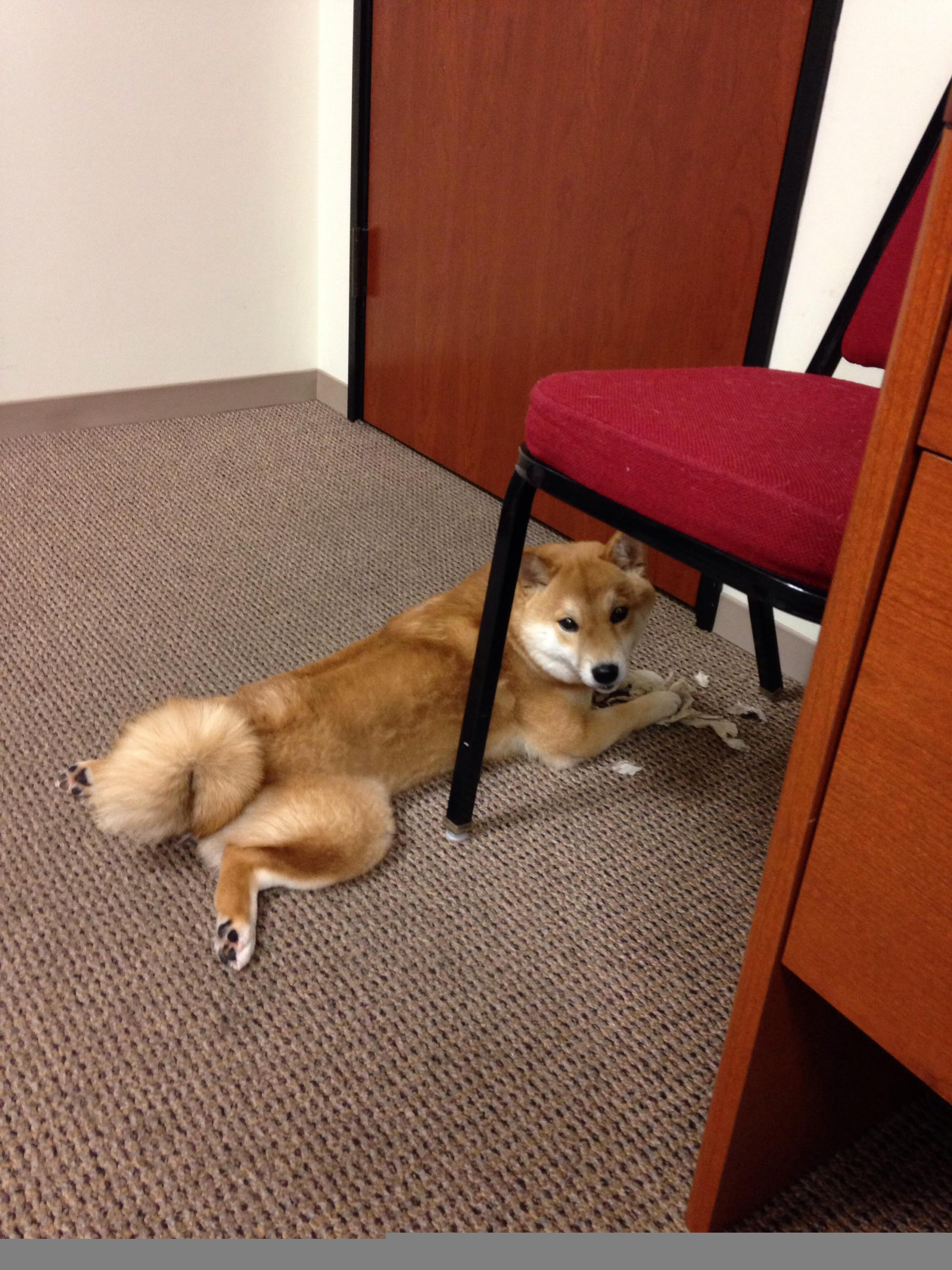 委内瑞拉血拼阿森纳，基米希如何成为关键先生