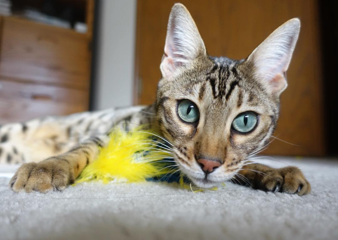 摩纳哥的中卫们，那些以冷静著称的磐石，在那个瞬间，判断这球无法处理。他们的身体，遵循着千万次训练形成的肌肉记忆，选择了最合理的动作，微微侧身，准备迎击可能到来的第二落点争抢