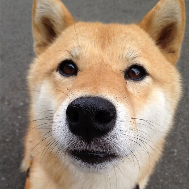 平行宇宙的篮球回响，当CBA的逆袭成为NBA的序曲