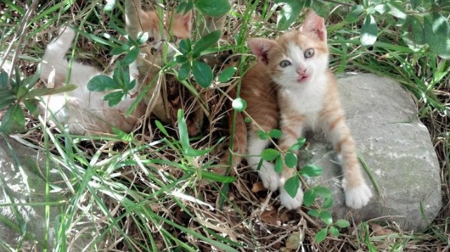 鹈鹕惊魂夜,是谁篡改了终场哨?2026年拉文接管世界杯的惊天秘闻