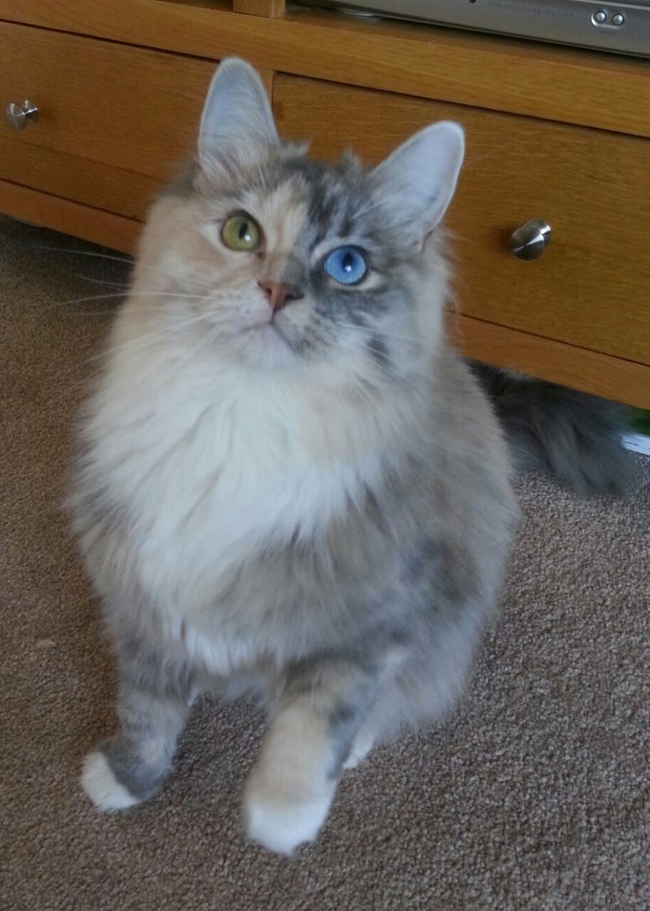 赛场风云，F1年度焦点战与步行者横扫北京队的共通智慧