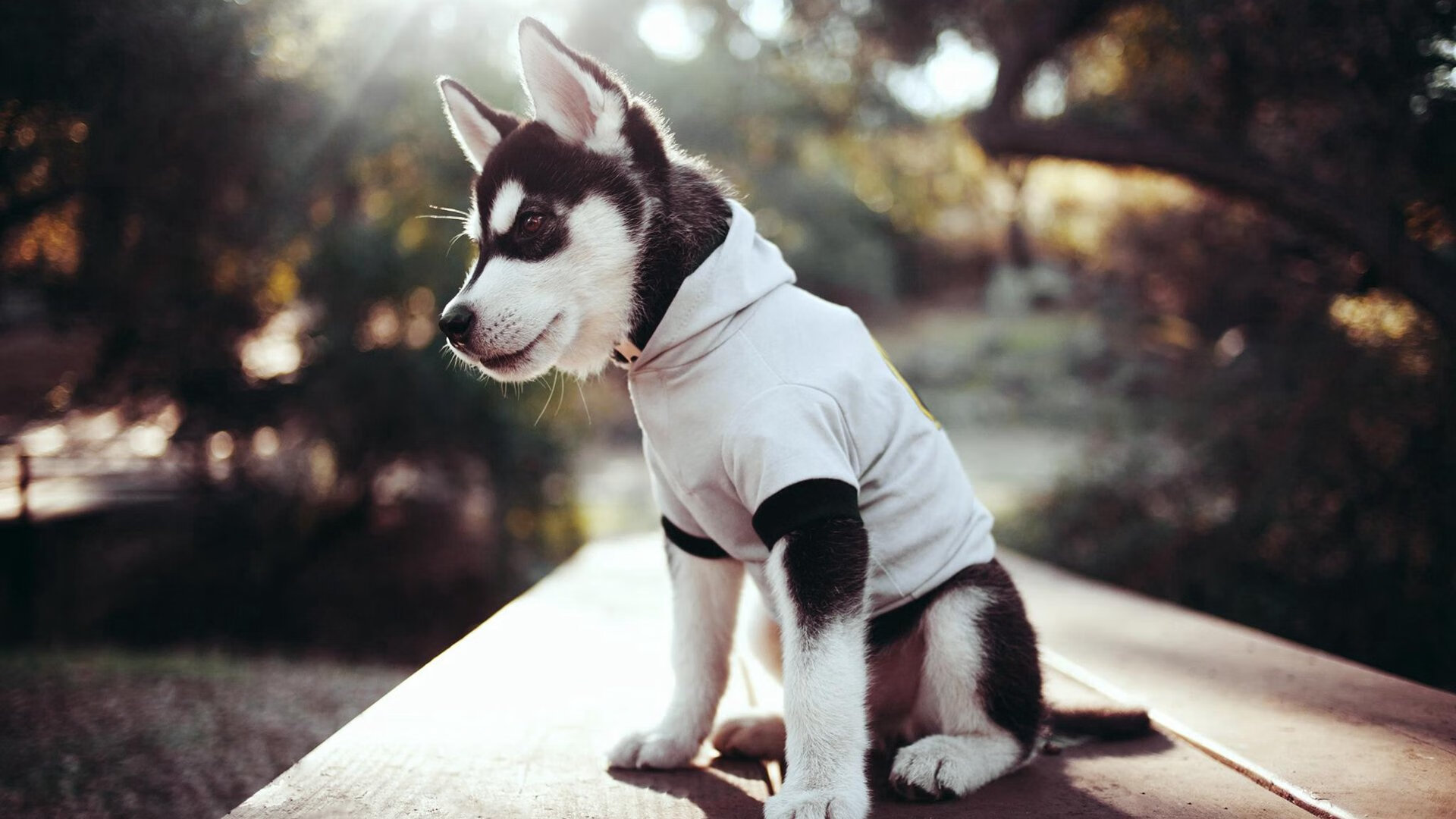 跨界传奇，上海队生死战取胜快船，詹姆斯欧冠决赛接管比赛