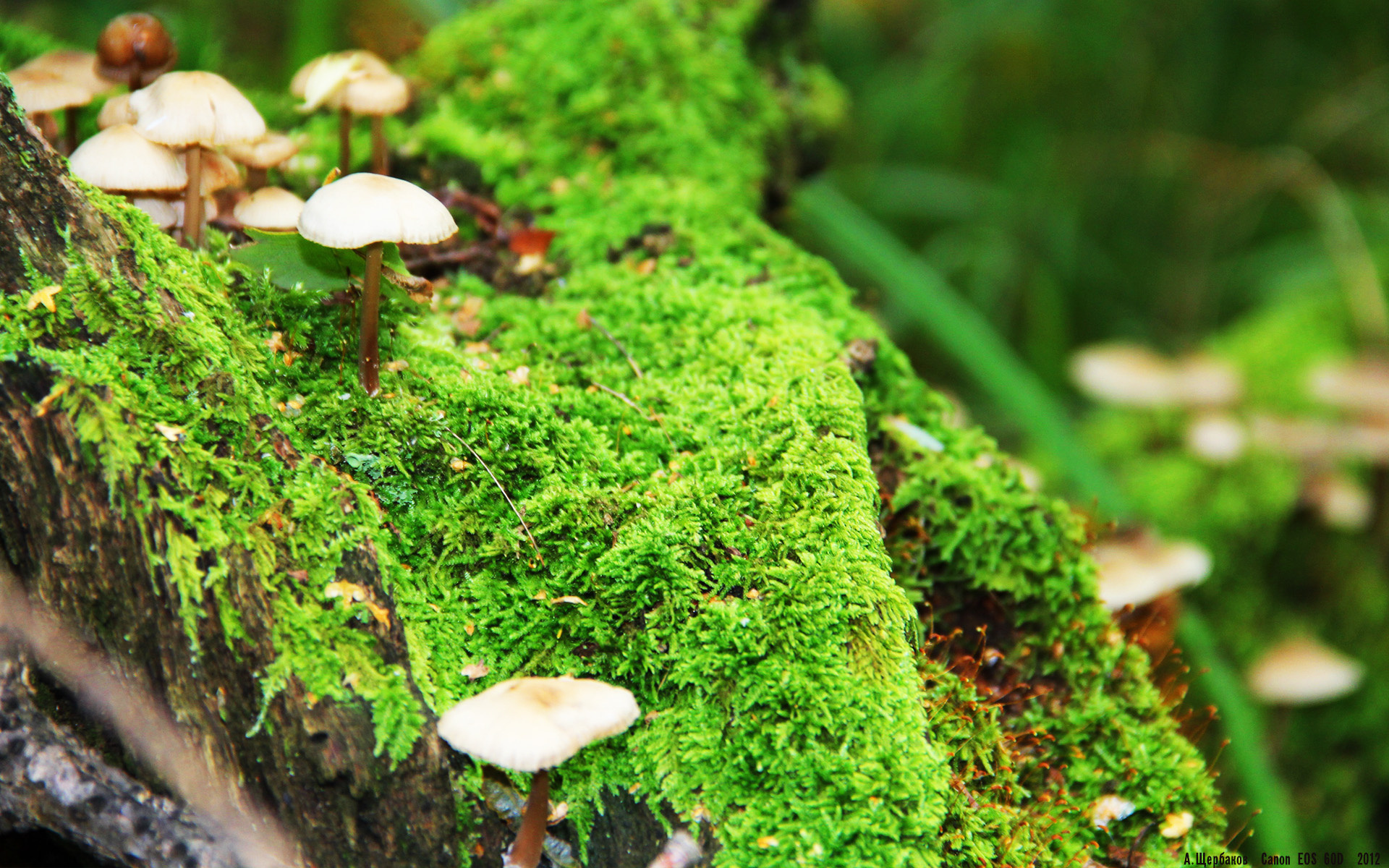 强行终结与自我救赎，瑞典对阵苏格兰的终极对决