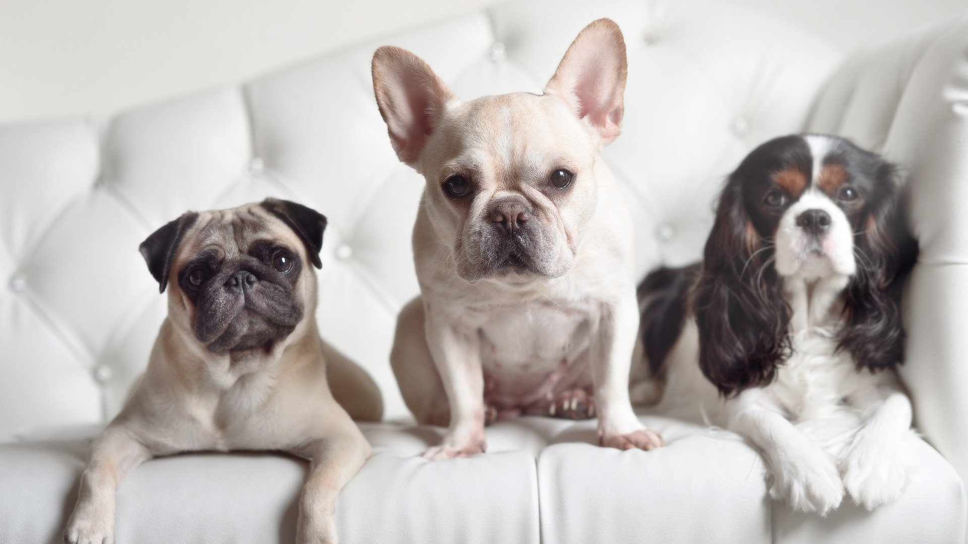 绝境中的信号弹,孔德单节风暴如何撕碎多特蒙德的神话