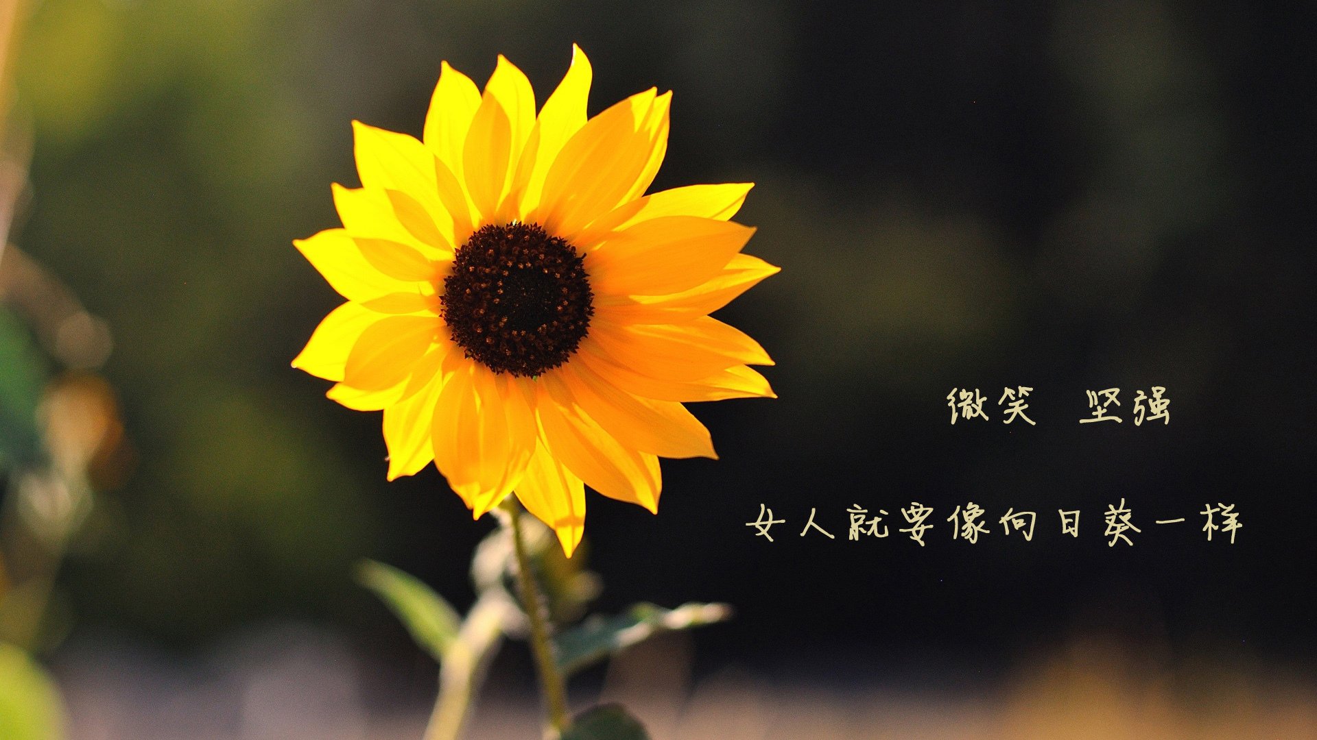 唯一的奇迹,哈兰德在2026世界杯E组伊拉克vs冰岛中的关键一击